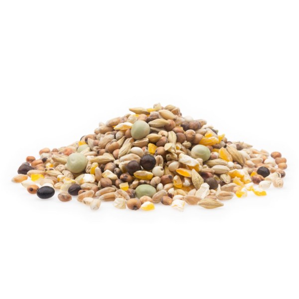 Rassetaube Universal